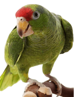 Parrot - Free PNG