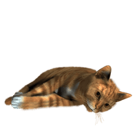 Cat Png Image