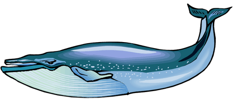 Blue Whale Hd - Free PNG