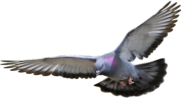 Pigeon Picture - Free PNG