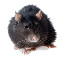 Rat Photos - Free PNG