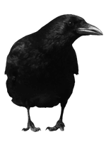 Black Crow Png Image