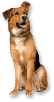 Dog Png Image