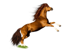 Horse Png Image