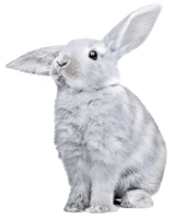 White Rabbit Png Image