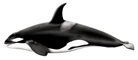 Killer Whale Png Pic