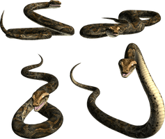 Snake Png Image Picture Download