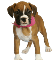 Dog Png Image Picture Download Dogs