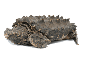 Snapping Turtle Transparent - Free PNG