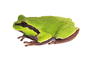 Amphibian Clipart - Free PNG