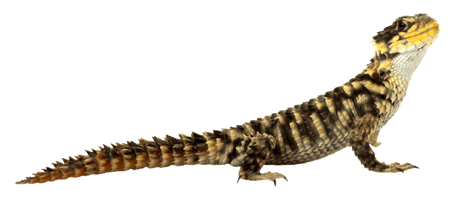 Lizard Image - Free PNG