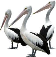 Ocean Birds Free Photo PNG