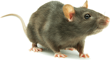 Rat Hd - Free PNG