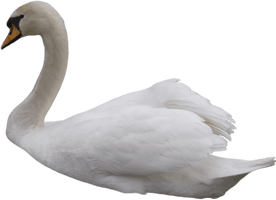 Swan Transparent Background - Free PNG