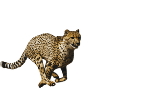 Cheetah File - Free PNG