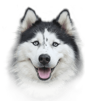 Husky Photos - Free PNG