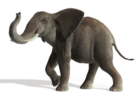 Elephant File - Free PNG