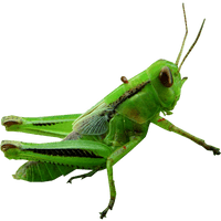 Grasshopper Transparent - Free PNG