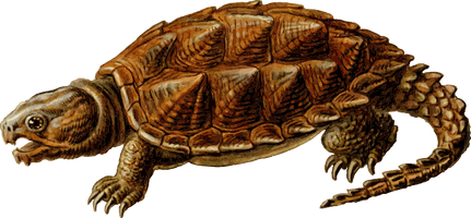 Snapping Turtle Free Download Png