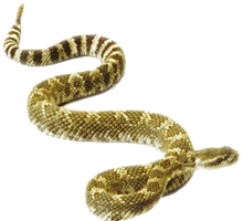 Rattlesnake Transparent - Free PNG