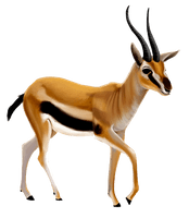 Gazelle Transparent - Free PNG