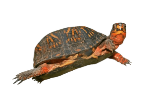 Box Turtle Hd - Free PNG