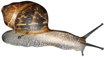 Snail Png