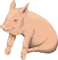 Picture Pig Png Image