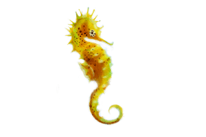 Seahorse Png Picture