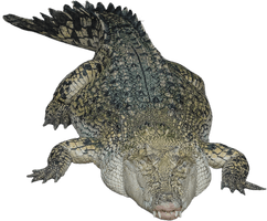 Alligator Hd - Free PNG