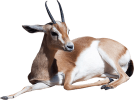 Gazelle File - Free PNG