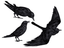 Crow Png Clipart