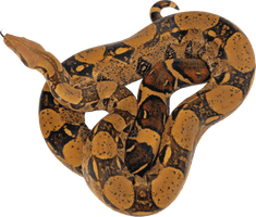 Snake Png Image Picture Download