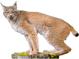 Lynx Picture - Free PNG