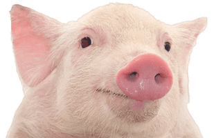 Pig Png Image