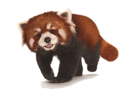 Red Panda Png Hd