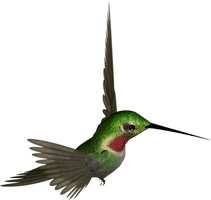 Hummingbird Png