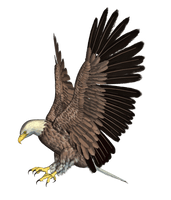 Eagle Png 4