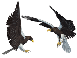 Eagle Png 11