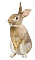 Rabbit - Free PNG