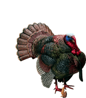 Turkey Transparent - Free PNG