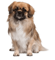 Dog Png Image