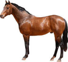 Horse Png Image