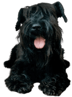 Dog Png Image