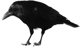 Black Crow Png Image