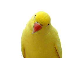 Yellow Parrot Png Images Download