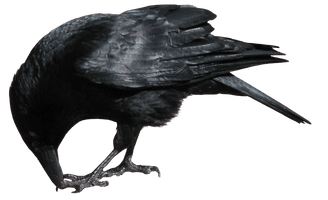 Crow Png Image