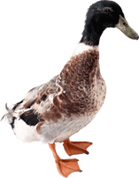 Duck Png Image