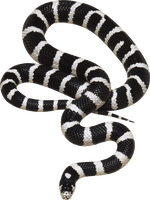 Snake Png Image Picture Download