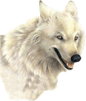 Wolf Picture - Free PNG